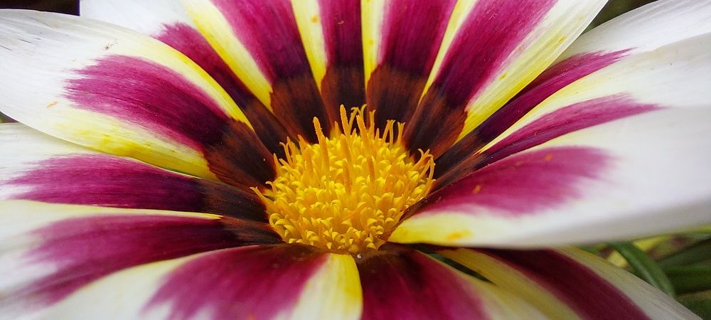 Photograph by Virginia Azocar