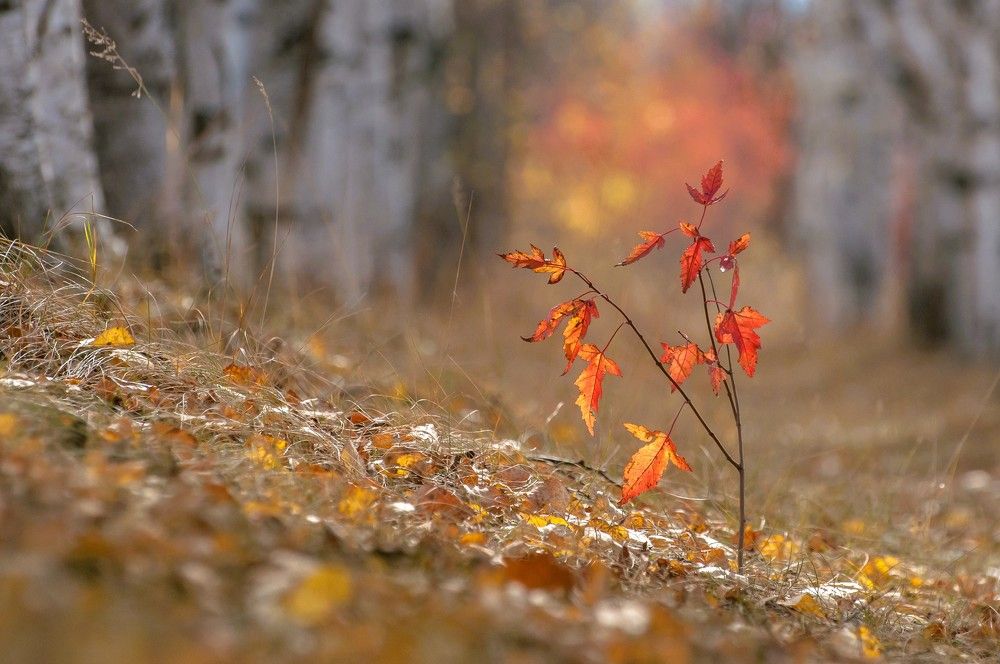 Фотография автора Константин Тучин