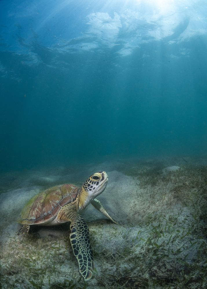 Green Turtle