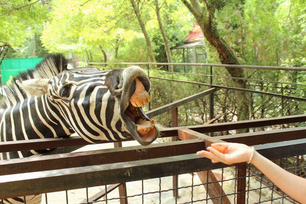 Зубатик_ полосатик!