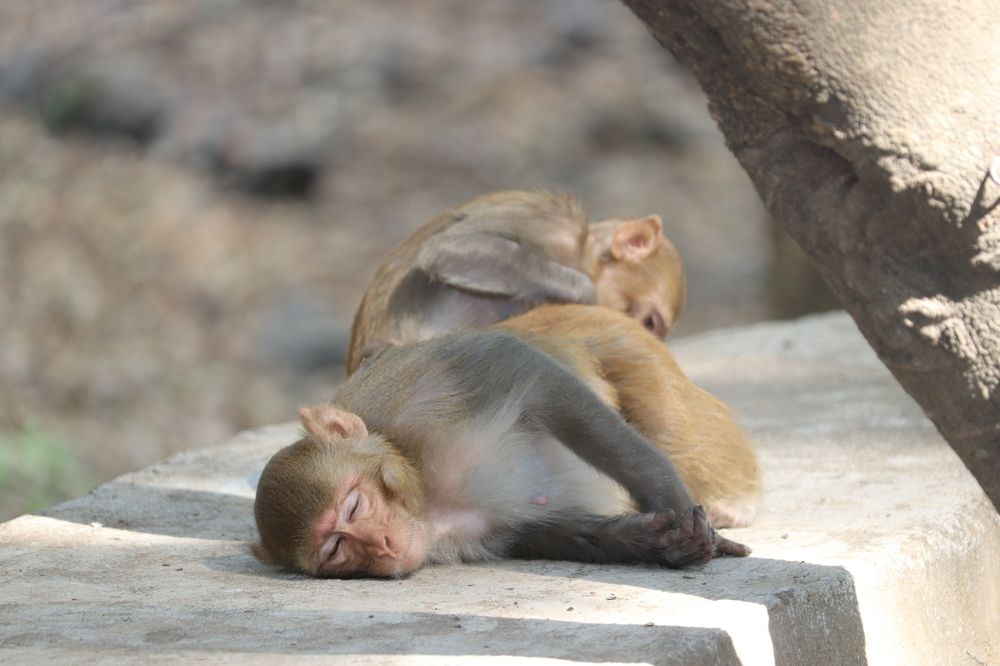 Фотография автора Sonali Mahakal