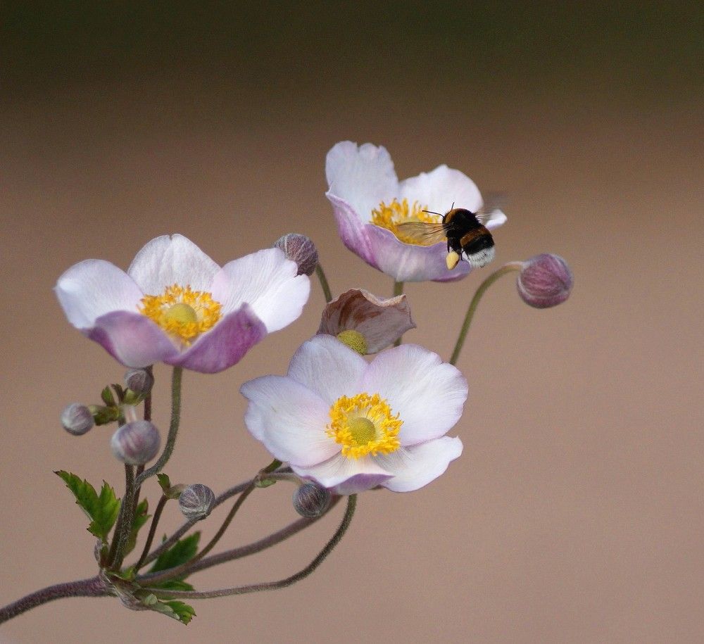 Photograph by Наталья Степаненко