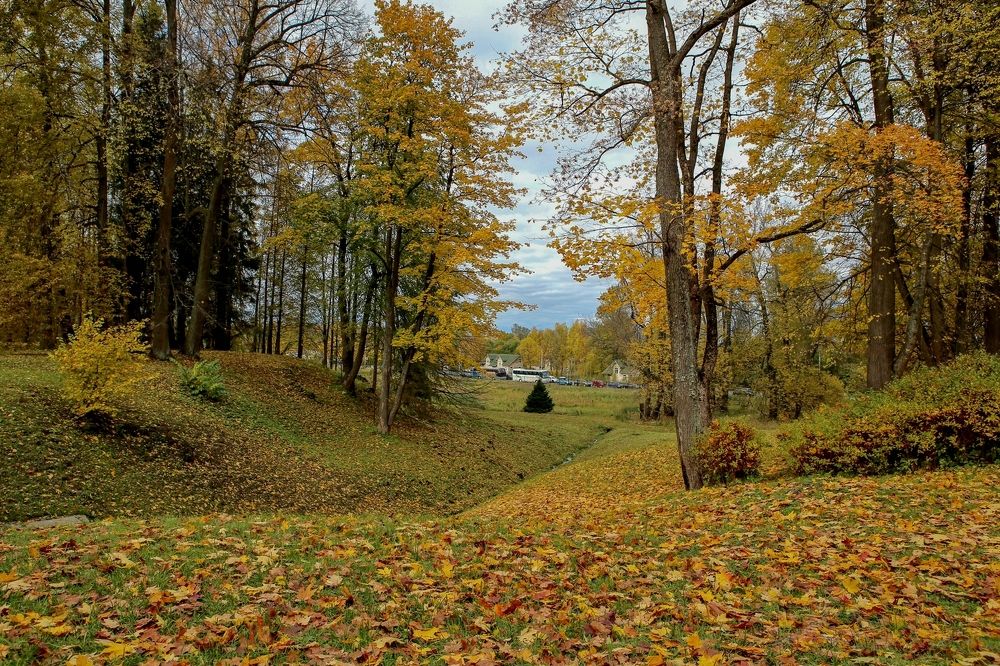 На ковре из желтых листьев.