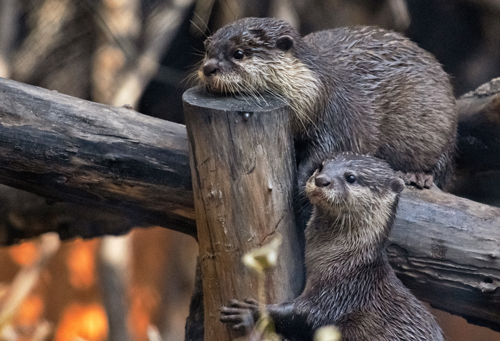 Photograph by Игорь Шадрин