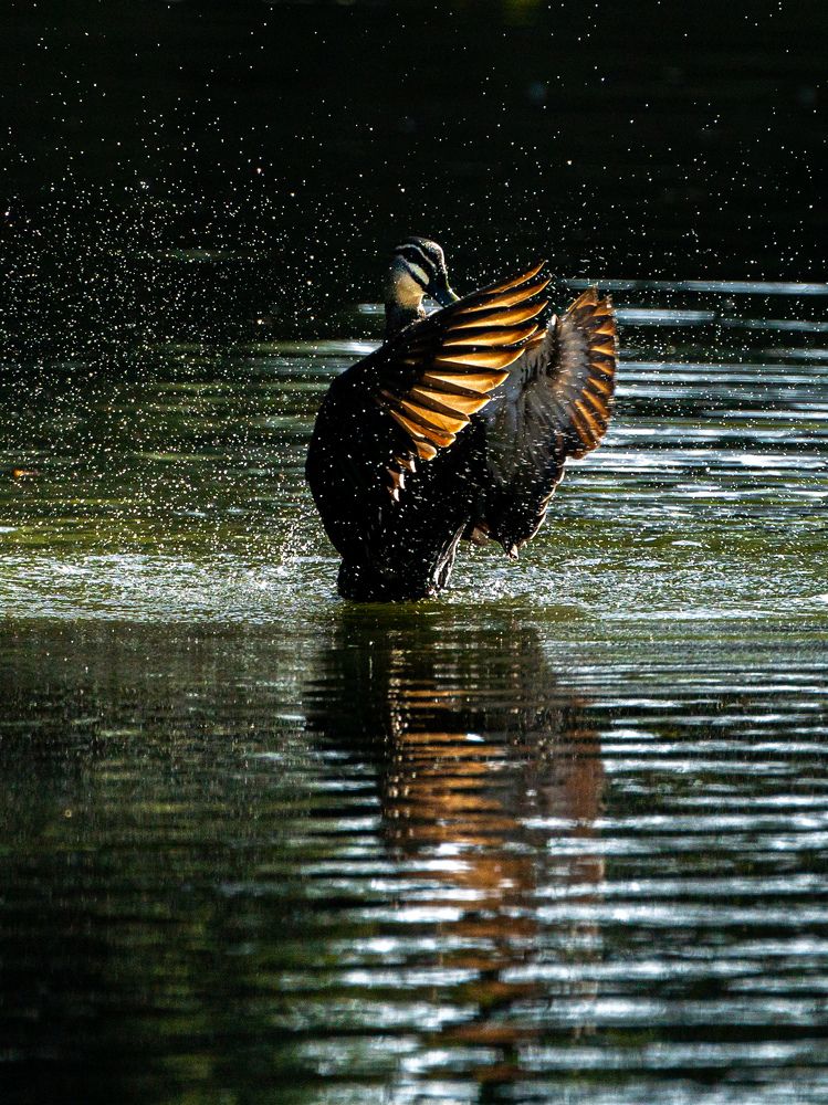 Photograph by Herald Jaison