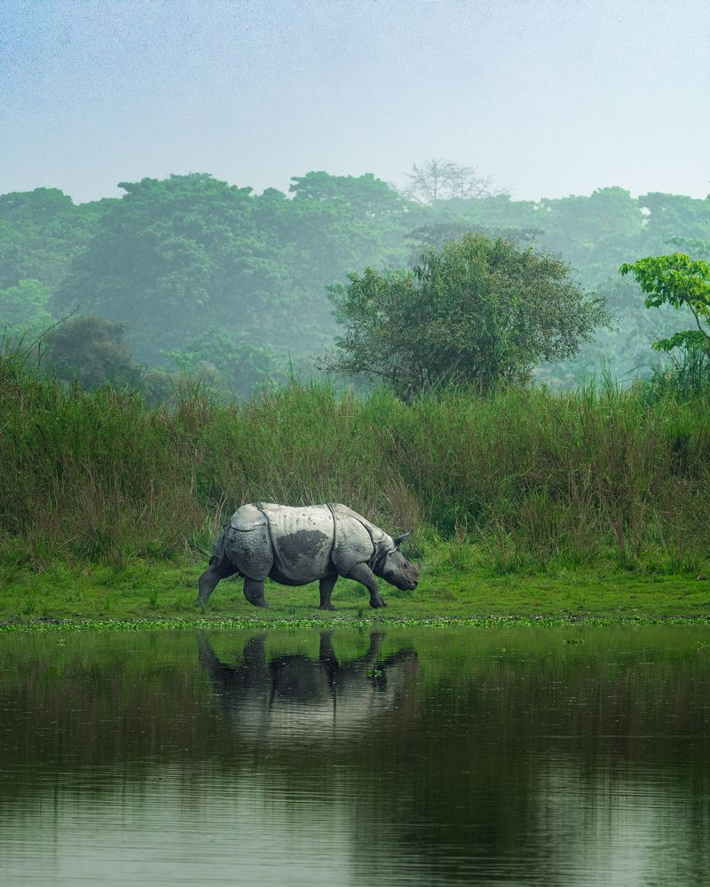 Photograph by NAVONILOY BHAUMIK