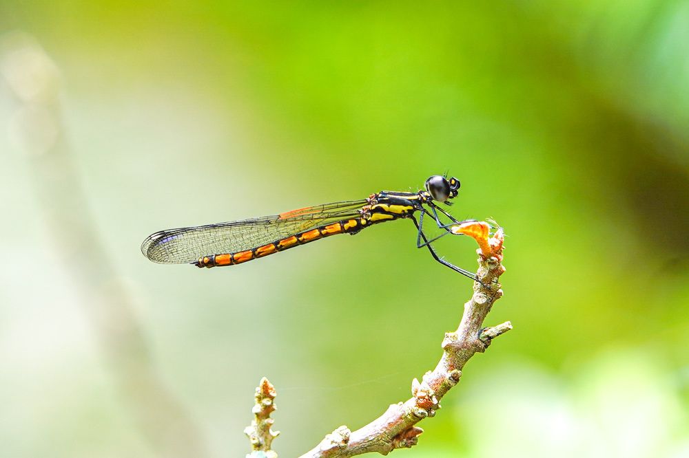 Photograph by Tharindu k