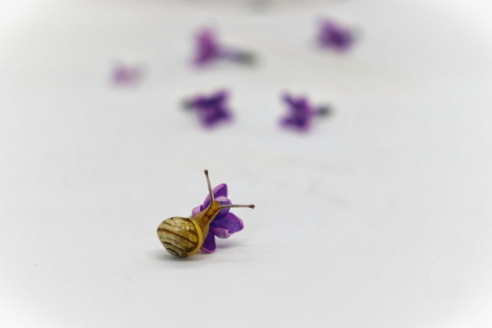 Photograph by Светлана Беспалко