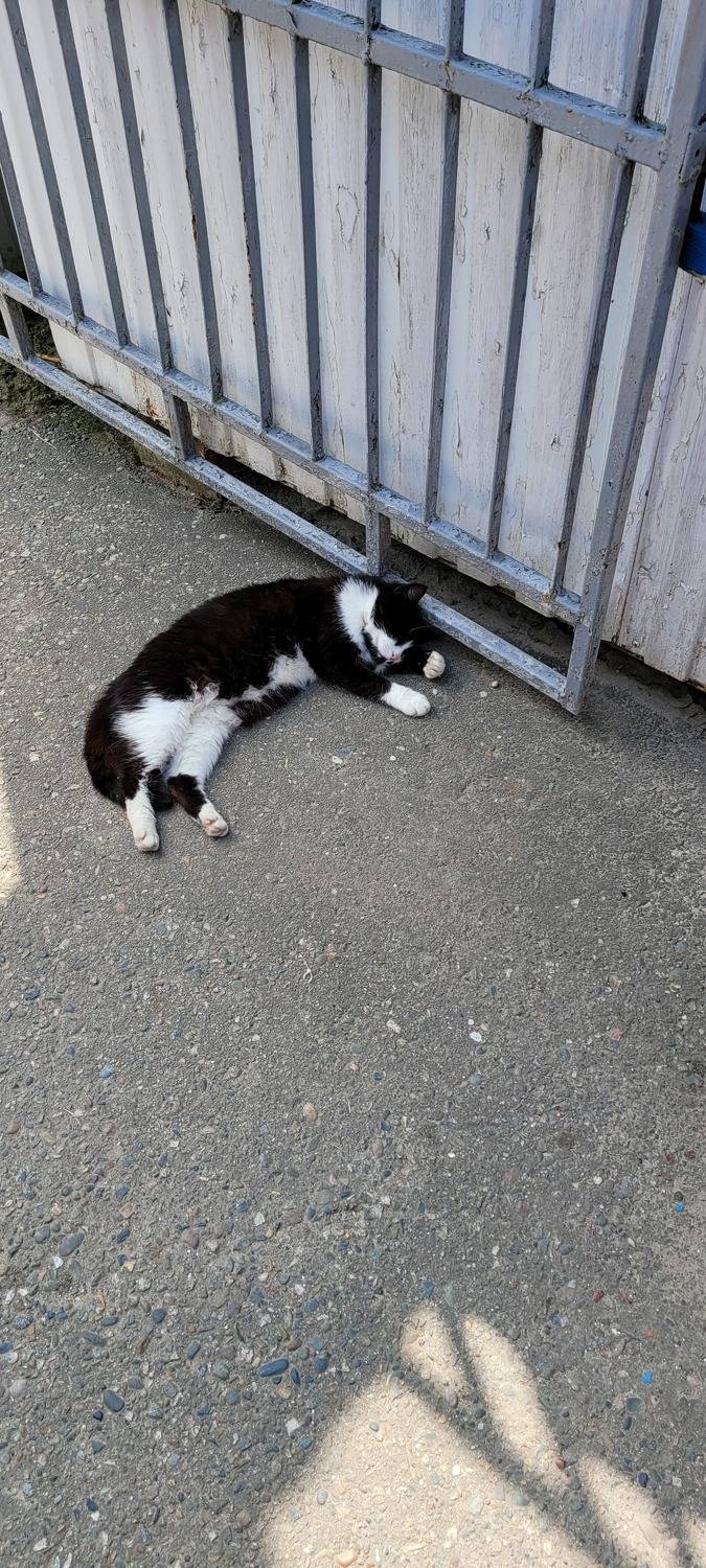 Photo #9710146