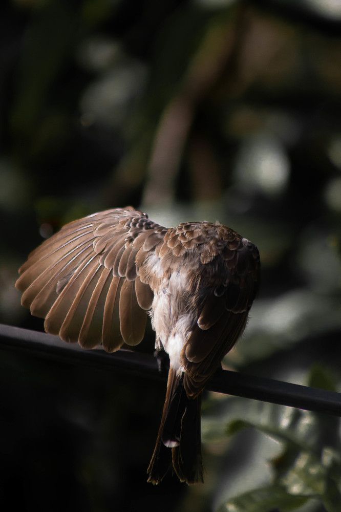 Photograph by Sineth Chanthula Weerasingha