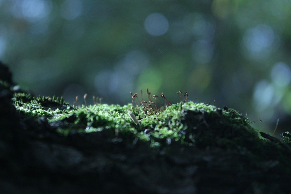 Photograph by Глеб Мацак