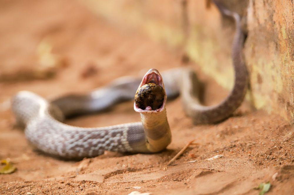 Photograph by Raviraj K S