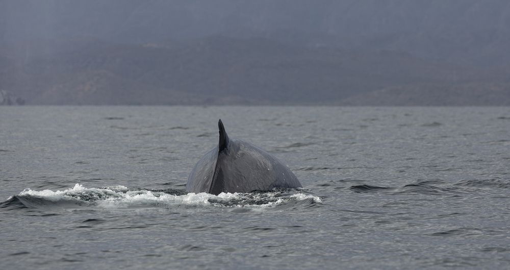 Photograph by Алена Ерошкина