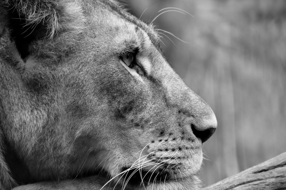 Photograph by Hiruka Gunasekara