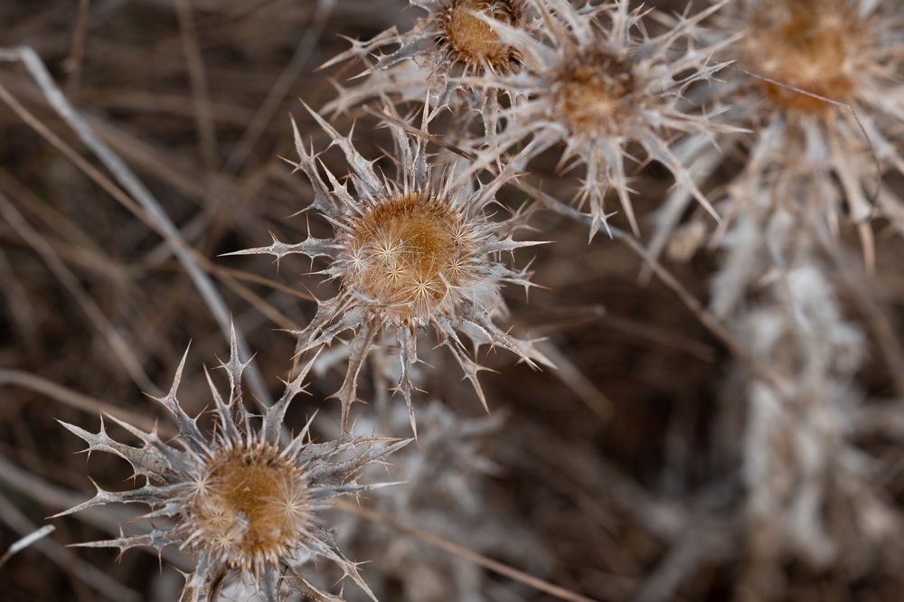 Photograph by Alexandre de Pommereau