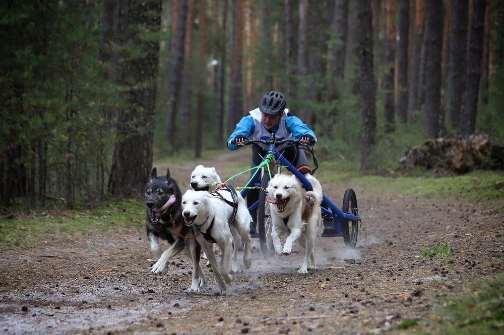 Фотография автора Елена Кириллова