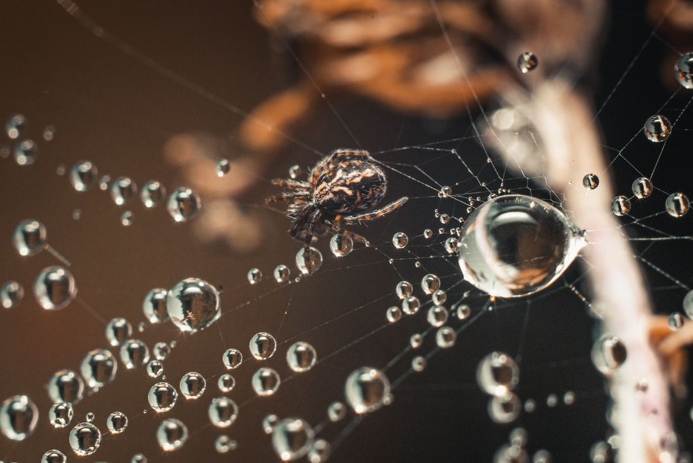 Photograph by Екатерина Котляренко