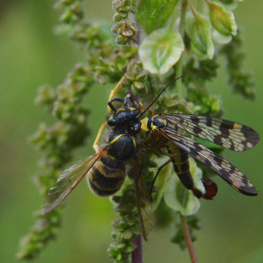 Маленькие трагедии.