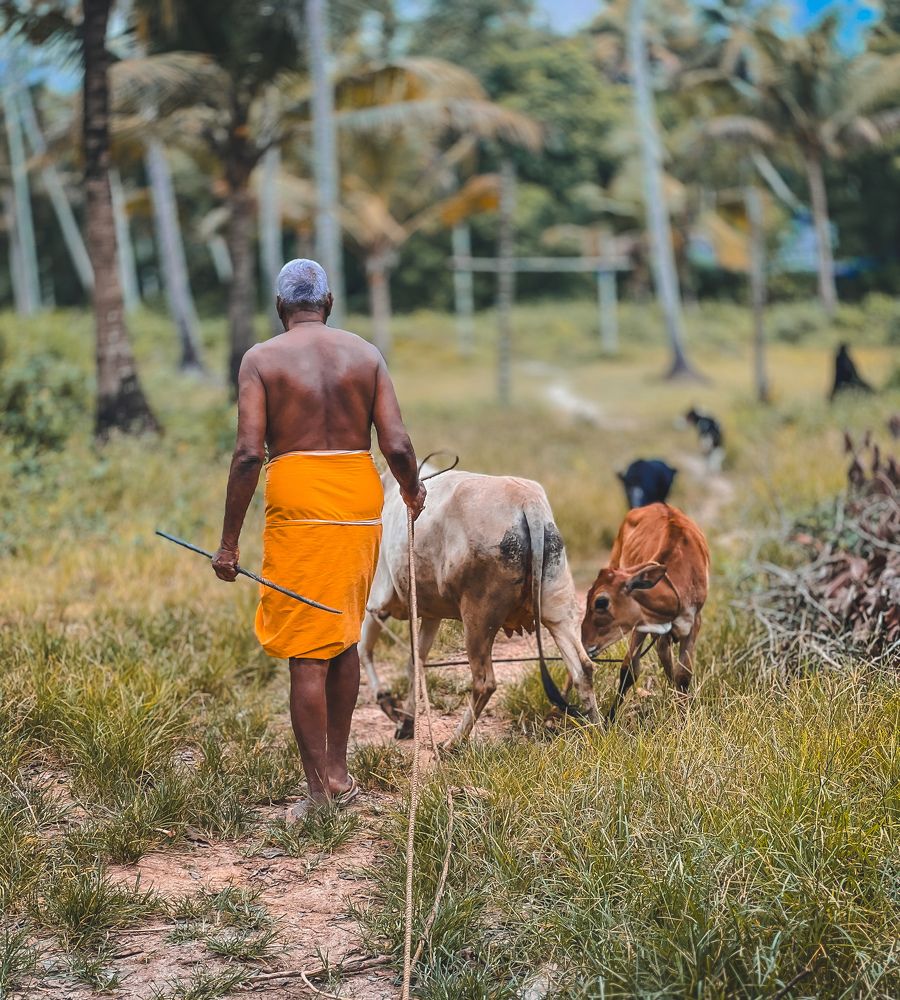 Morning Harmony in Kerala's Hinterland