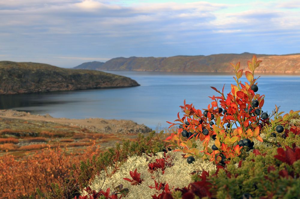 Осенний берег Баренцева моря.