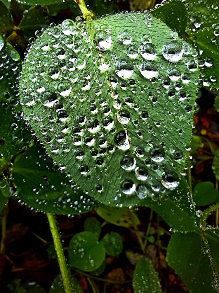 Photograph by Галина Искандарова