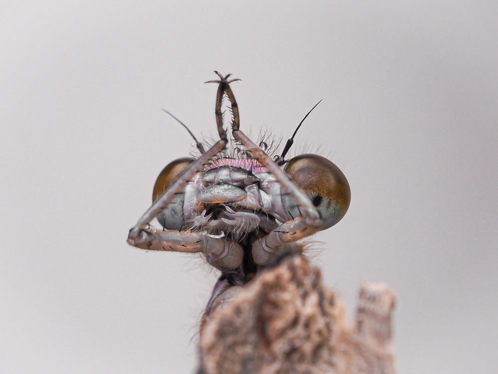 Photograph by Efraïm Baaijens