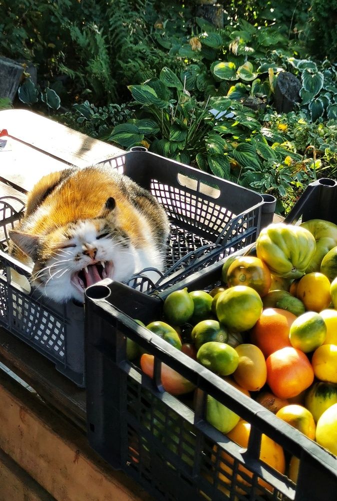 Photograph by Любовь Колмакова