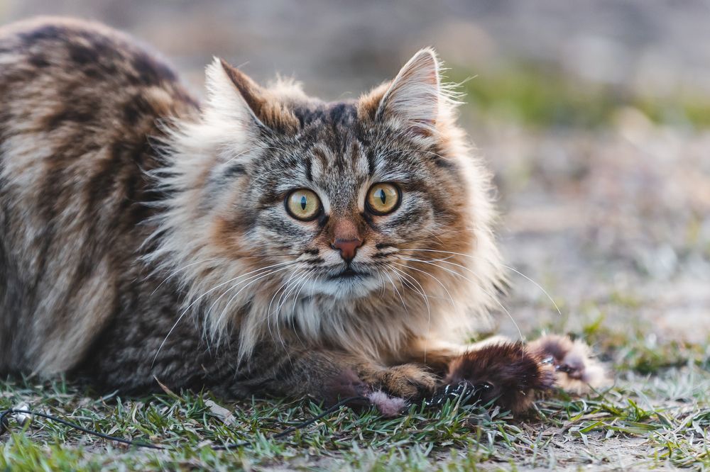 Photograph by Николай Романов