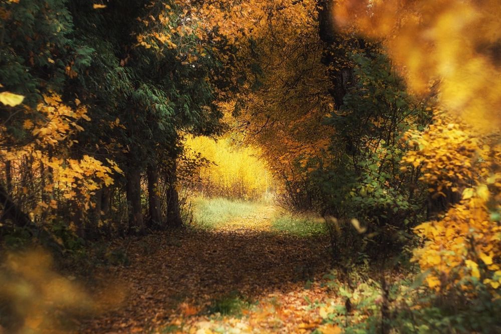 Окно в осень