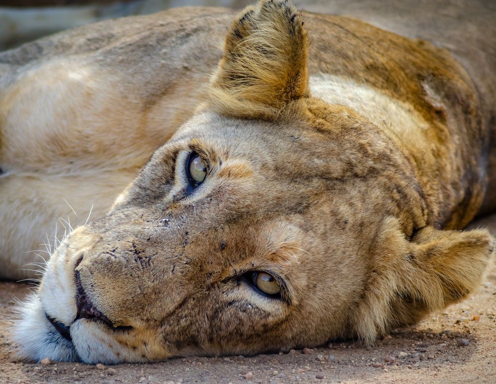 Фотография автора Thomas Ndobe