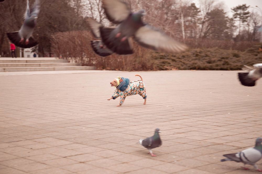 Photograph by Max Samadhi