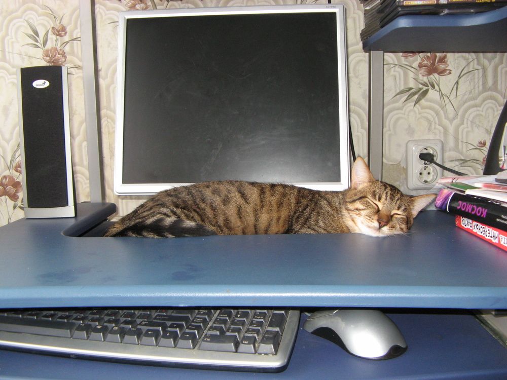 Photo #9710946