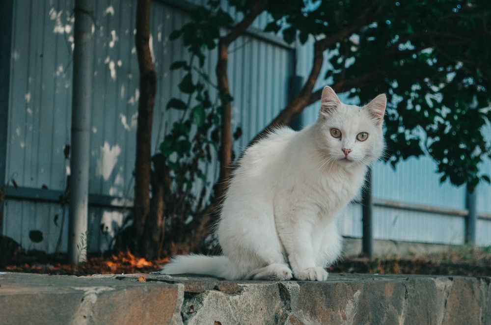 Photograph by Дмитрий Педченко