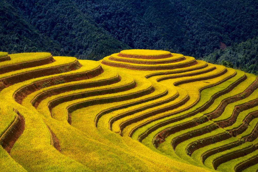 Terraced fields in ripe rice season