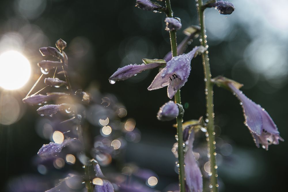Фотография автора Станислава Гордеева