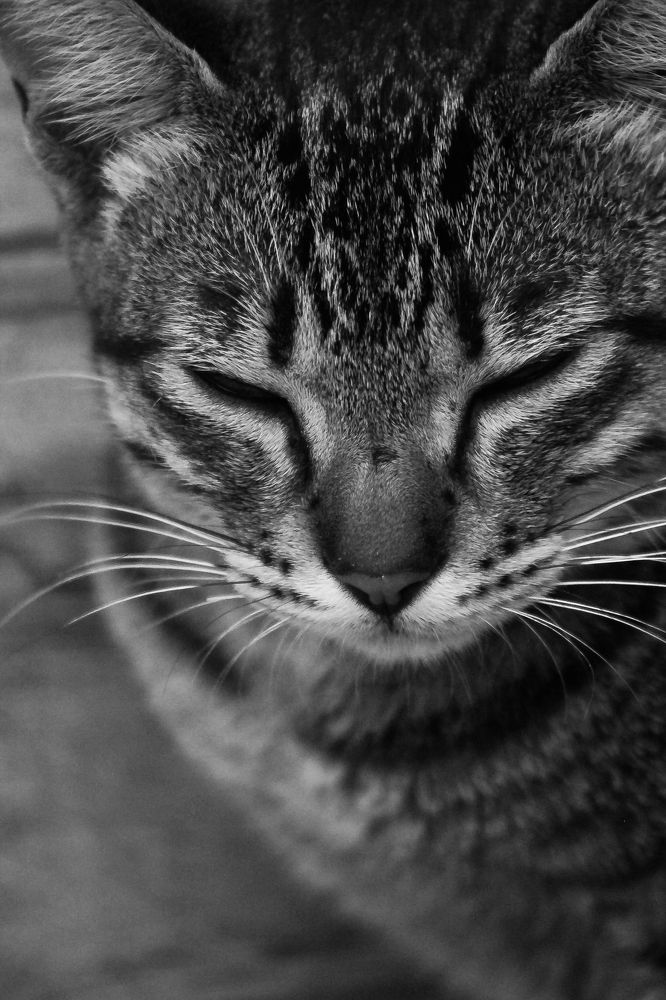 Photograph by Sineth Chanthula Weerasingha