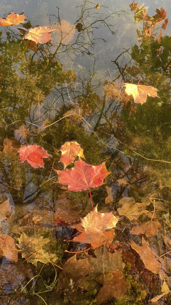 Photograph by Светлана Фесенко