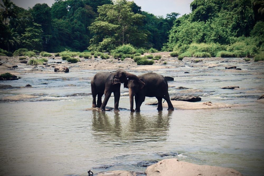 Фотография автора Senul Embuldeniya