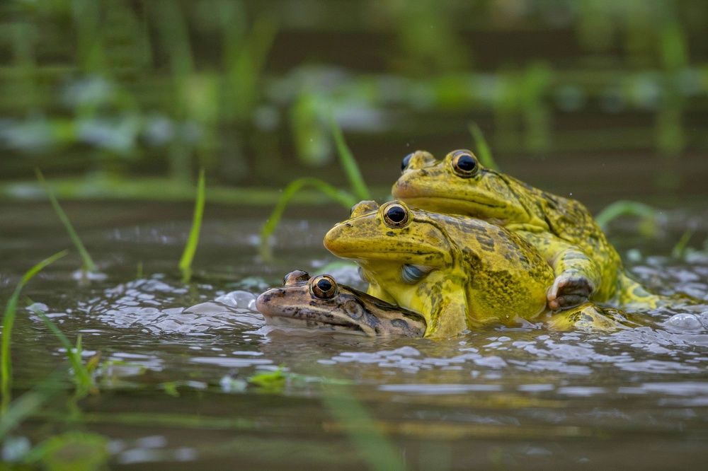 Photograph by Susanjit Saha