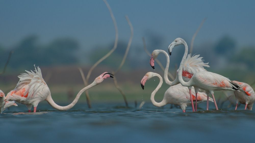 Photograph by Susanjit Saha