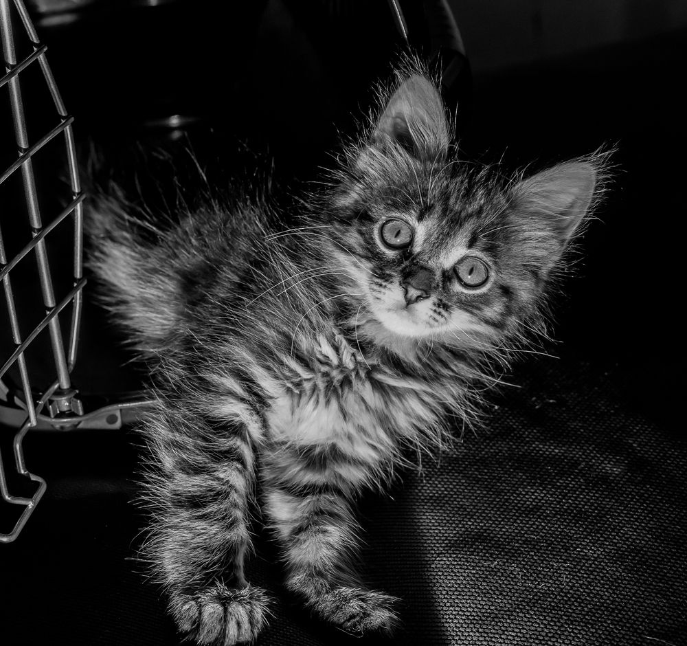 Высвобождение