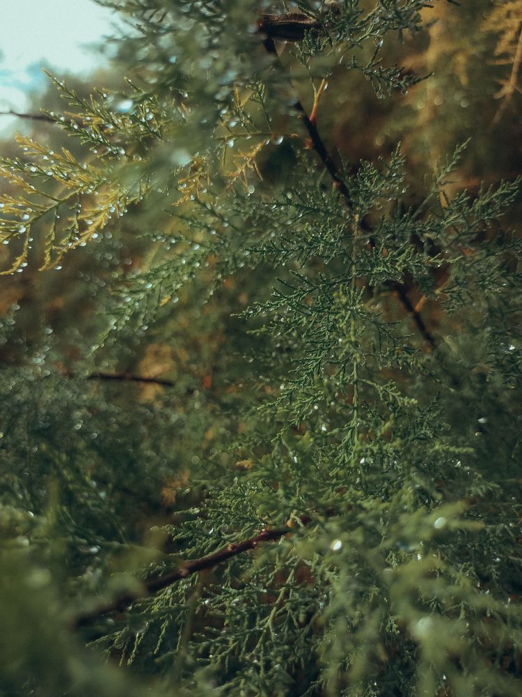 Фотография автора Татьяна Шахова