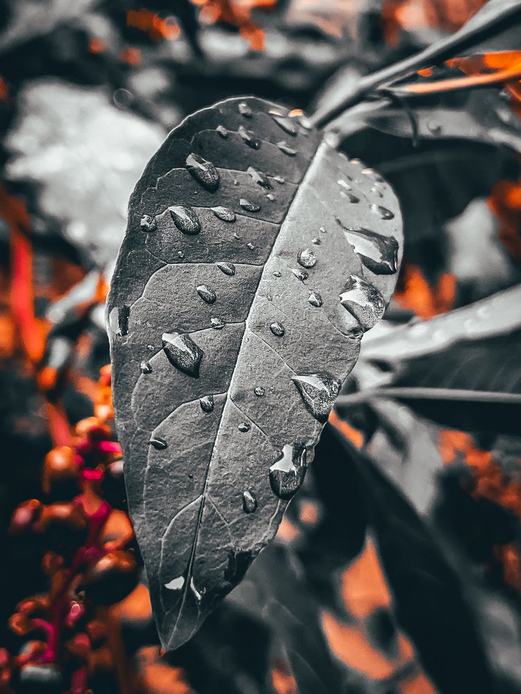 Photograph by Александр Шевченко