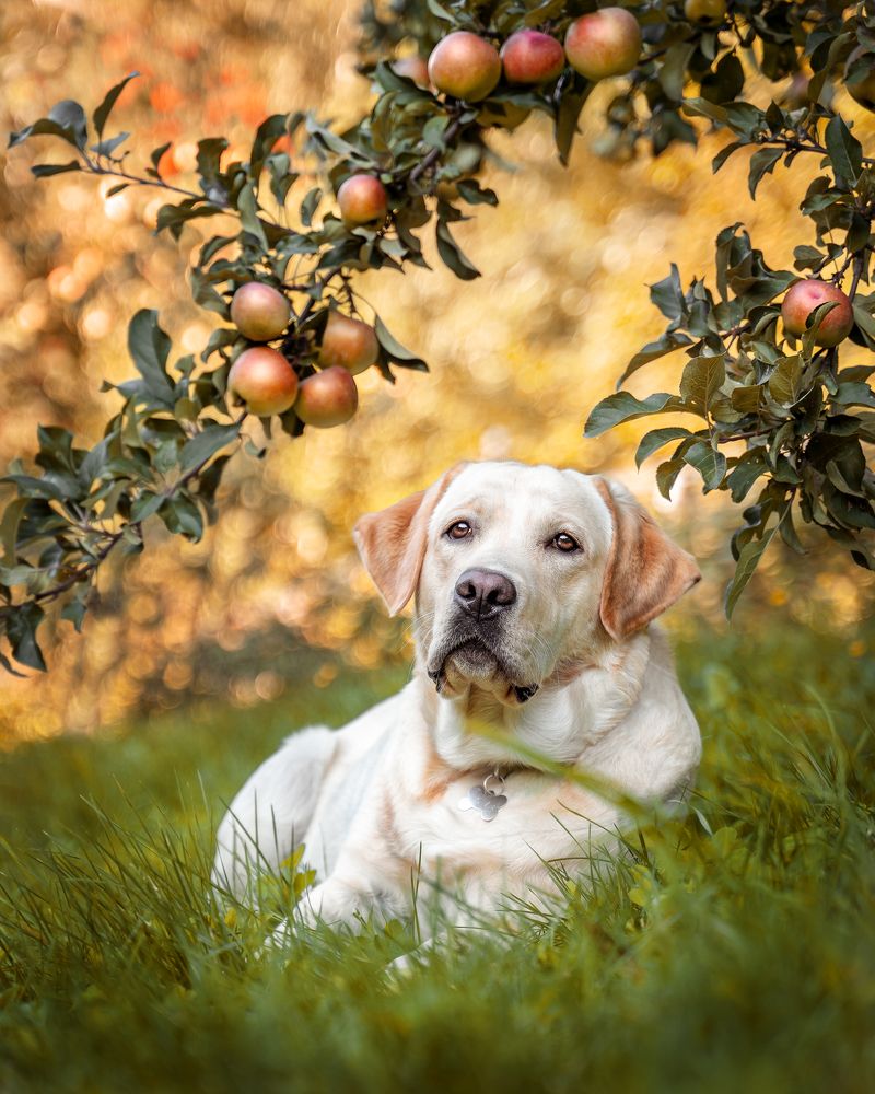 Осенний сад