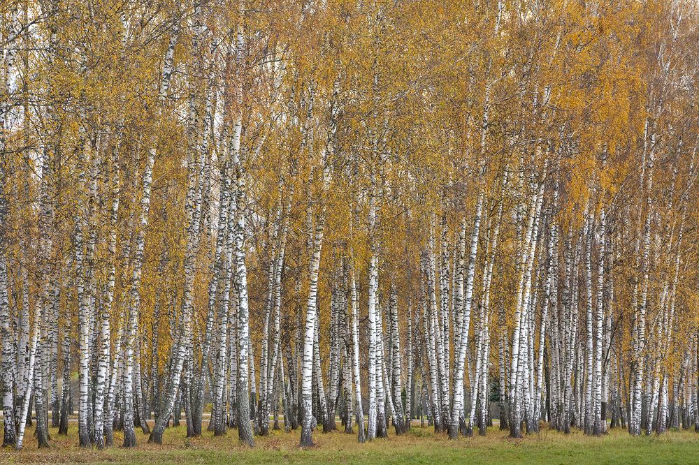 Photograph by Ирина Воронцова