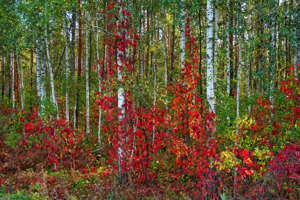 Photograph by Андрей Казаков