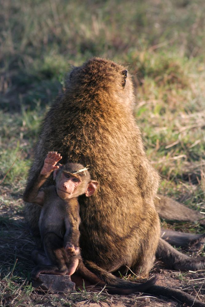 Фотография автора Gestal Marcos