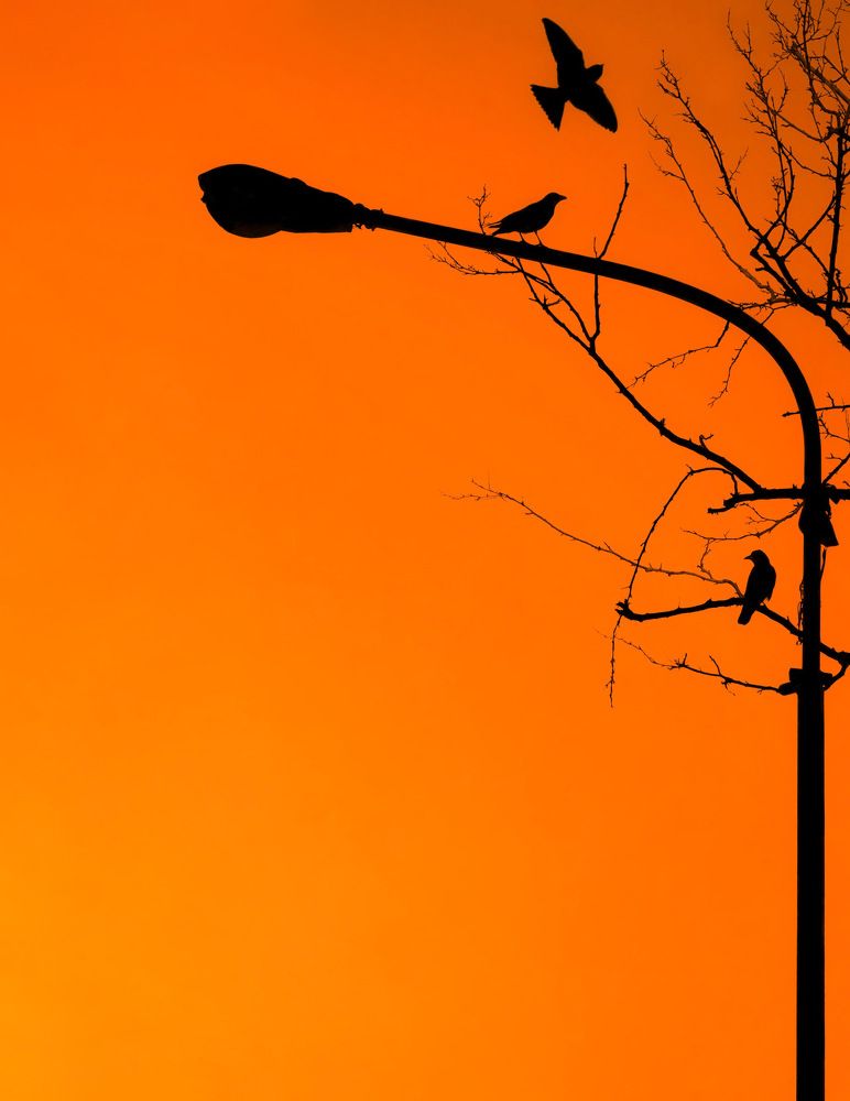 Photograph by roya razaghi