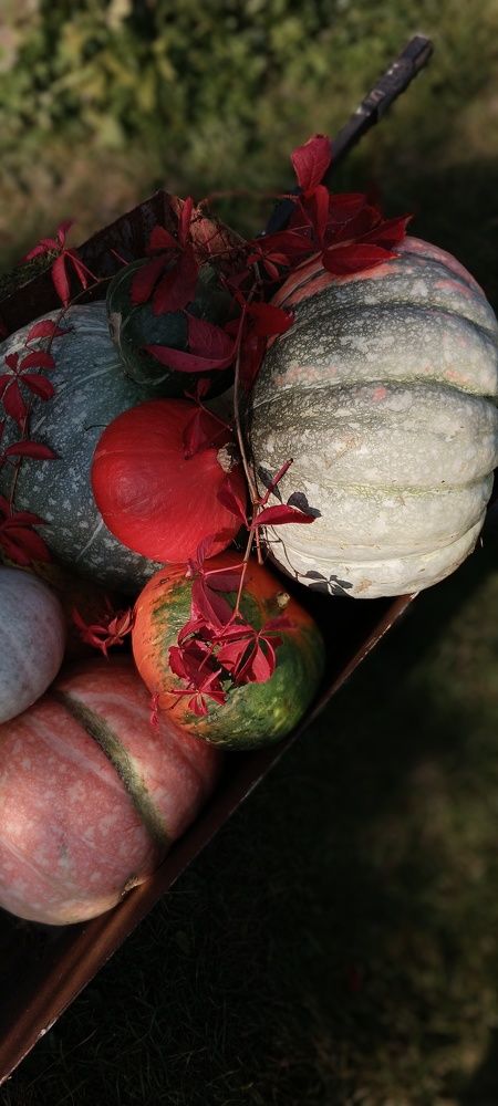 Photo #9711925
