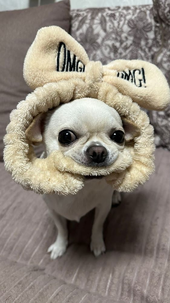 Фотография автора Алексей Новиков